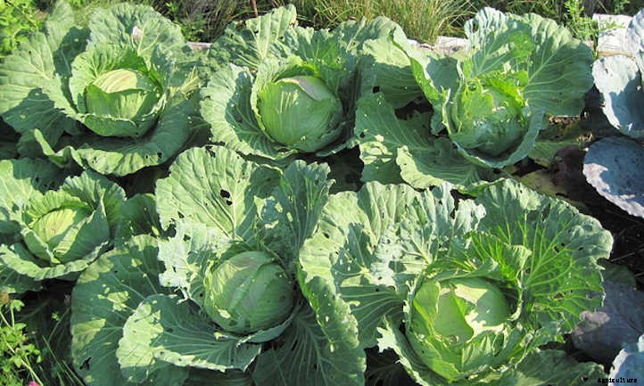 Growing Cabbage: A Guide For Great Heads