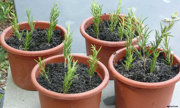 Propagating Rosemary From Cuttings, Seeds & More