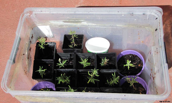 Propagating Rosemary From Cuttings, Seeds & More