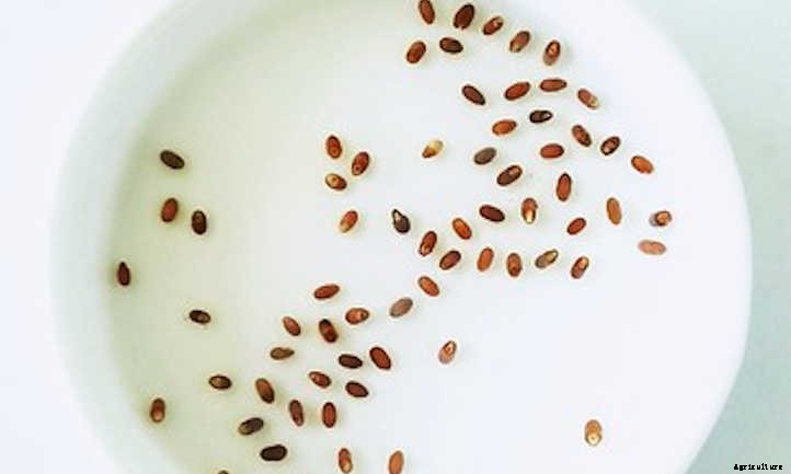 Propagating Rosemary From Cuttings, Seeds & More