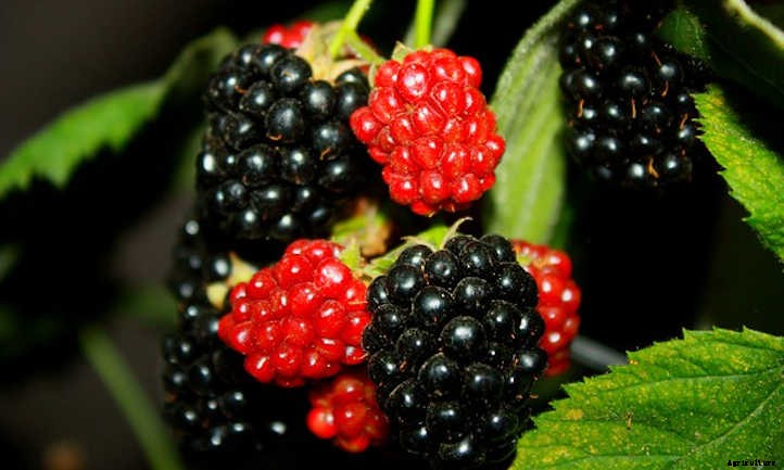 Growing Blackberries For A Fruitful Harvest