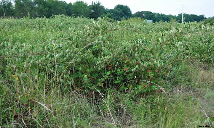 Growing Blackberries For A Fruitful Harvest