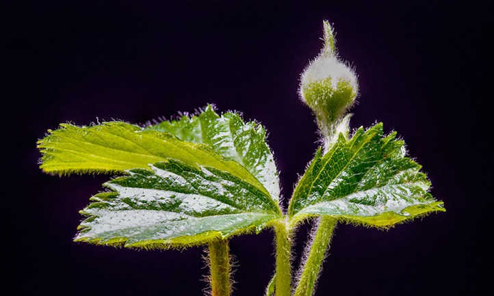 Growing Blackberries For A Fruitful Harvest