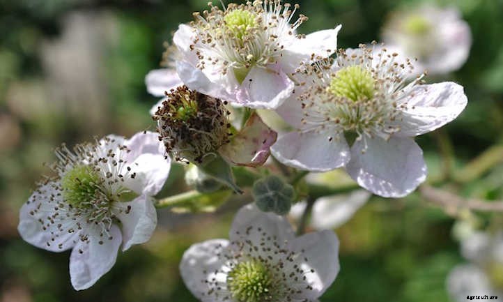 Growing Blackberries For A Fruitful Harvest