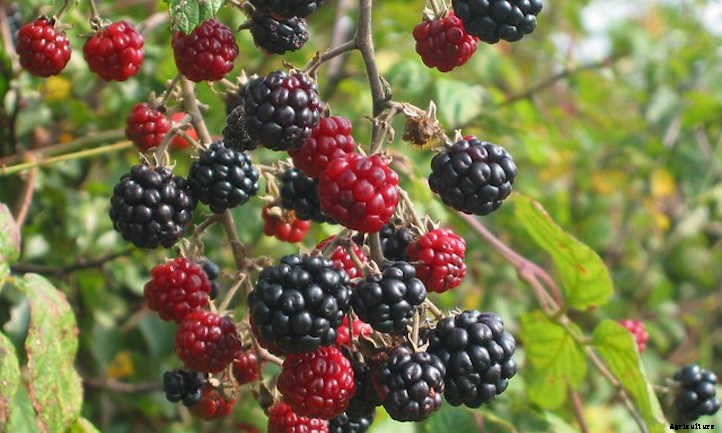 Growing Blackberries For A Fruitful Harvest