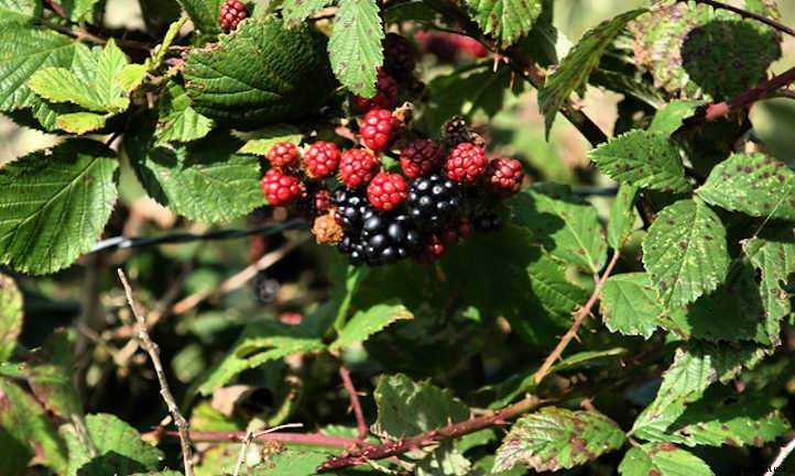 Growing Blackberries For A Fruitful Harvest