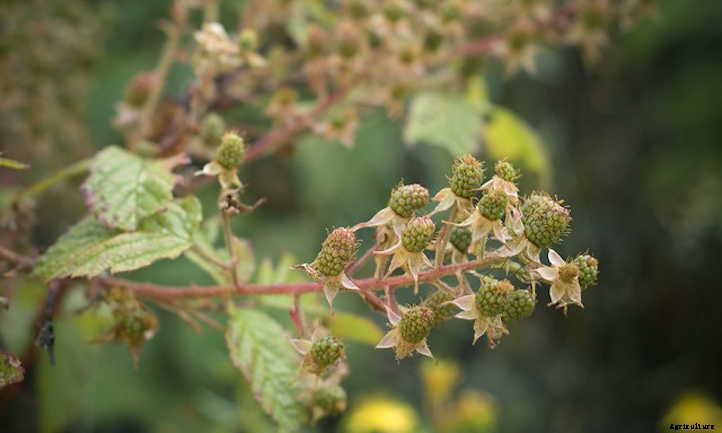 Growing Blackberries For A Fruitful Harvest