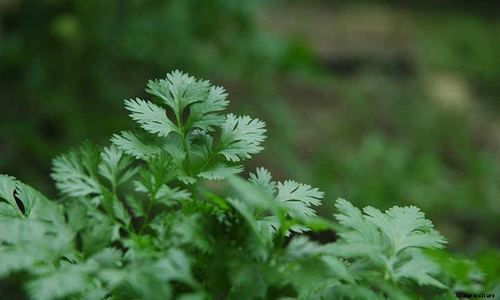Growing Cilantro and Coriander In The Herb Garden
