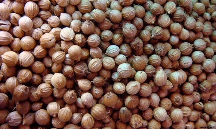 Growing Cilantro and Coriander In The Herb Garden