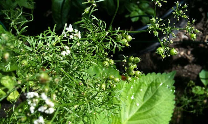 Growing Cilantro and Coriander In The Herb Garden