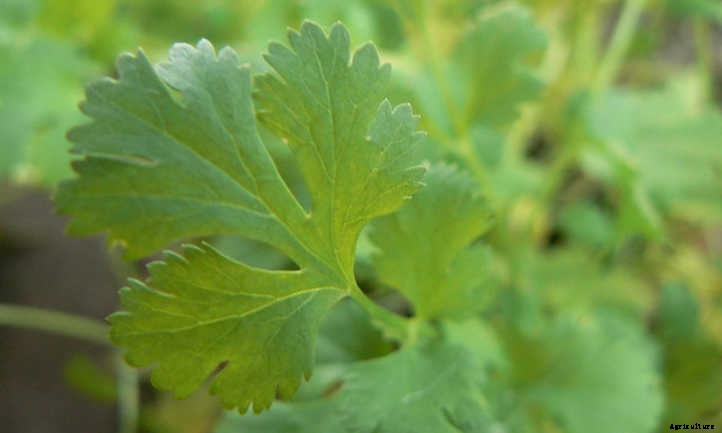 Growing Cilantro and Coriander In The Herb Garden