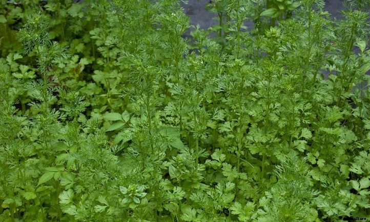 Growing Cilantro and Coriander In The Herb Garden
