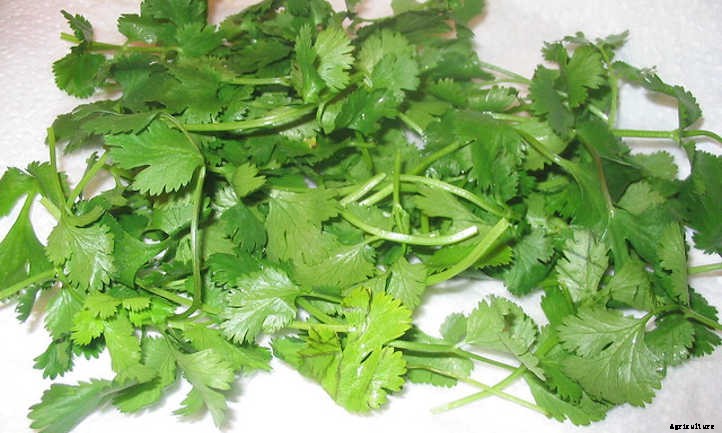 Growing Cilantro and Coriander In The Herb Garden
