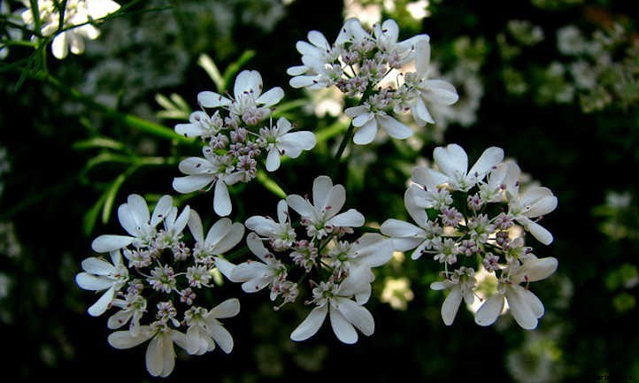 Growing Cilantro and Coriander In The Herb Garden