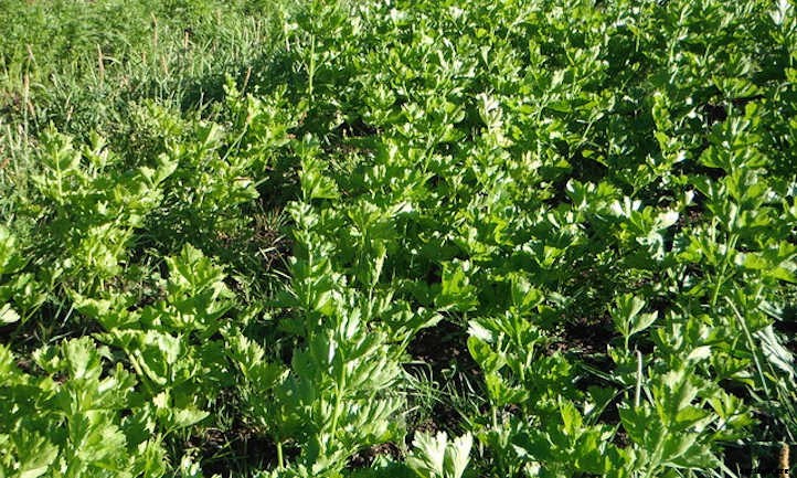 How To Grow Celery The Right Way