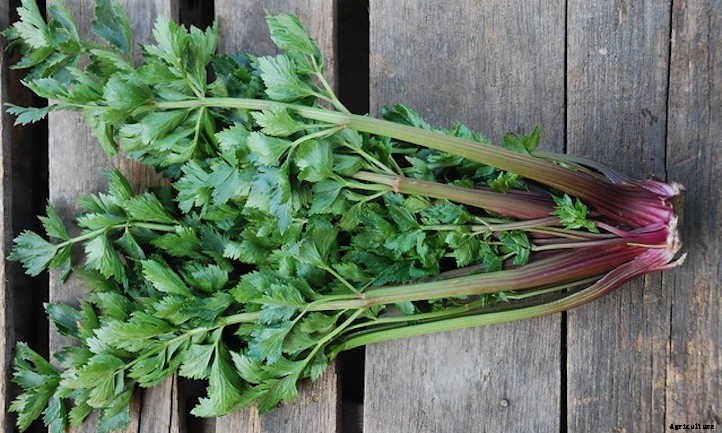 How To Grow Celery The Right Way