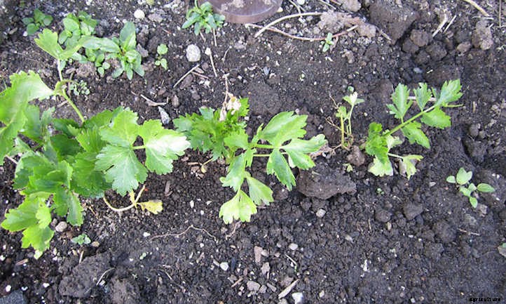 How To Grow Celery The Right Way