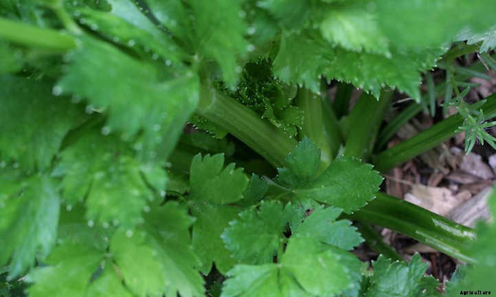 How To Grow Celery The Right Way