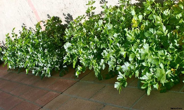 How To Grow Celery The Right Way