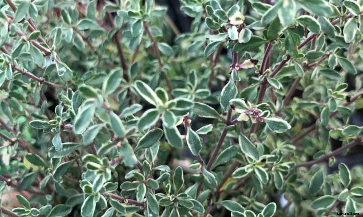 Thyme Plant Care In The Chef’s Garden