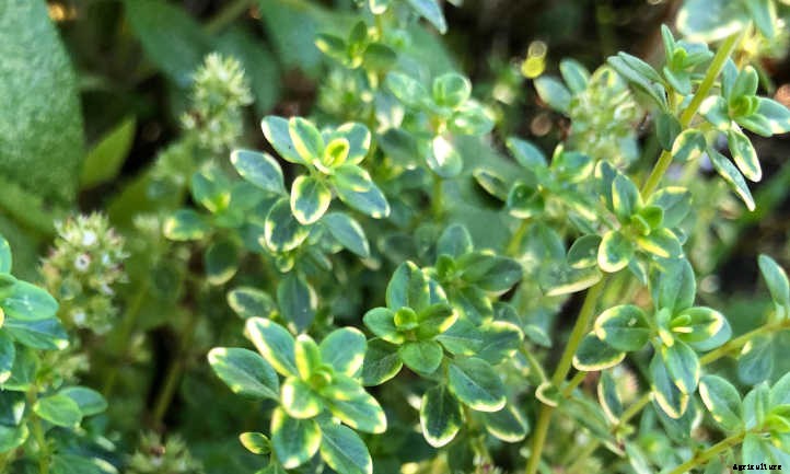 Thyme Plant Care In The Chef’s Garden