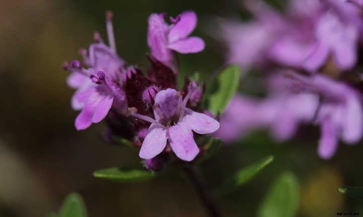 Thyme Plant Care In The Chef’s Garden