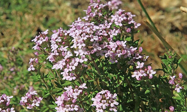 Thyme Plant Care In The Chef’s Garden