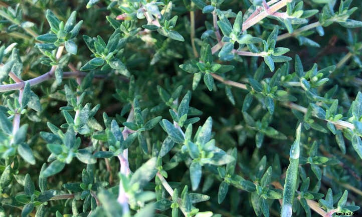 Thyme Plant Care In The Chef’s Garden