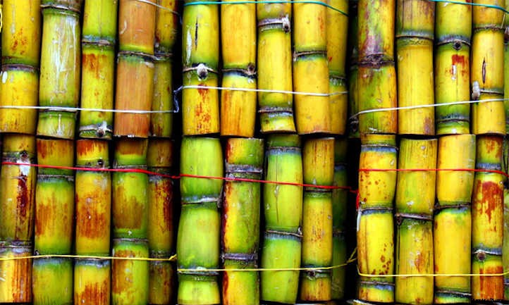 How to Grow Sugar Cane For A Sweet Treat