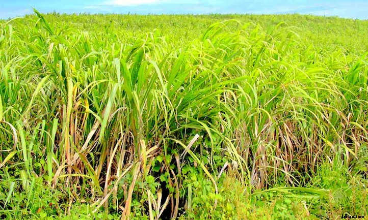 How to Grow Sugar Cane For A Sweet Treat
