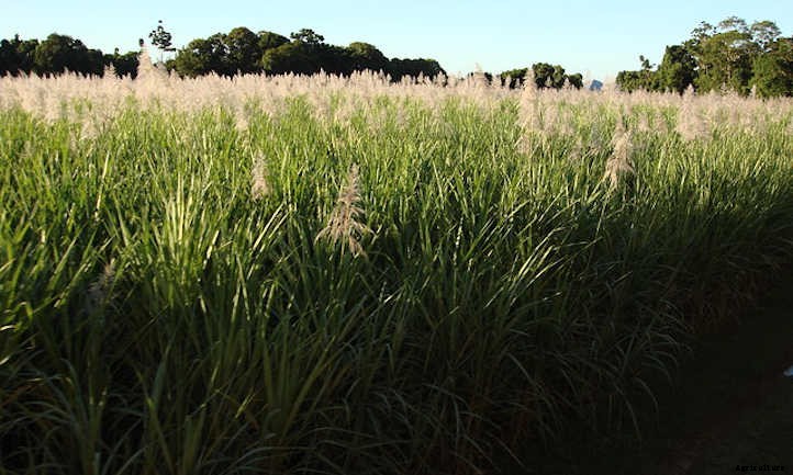 How to Grow Sugar Cane For A Sweet Treat