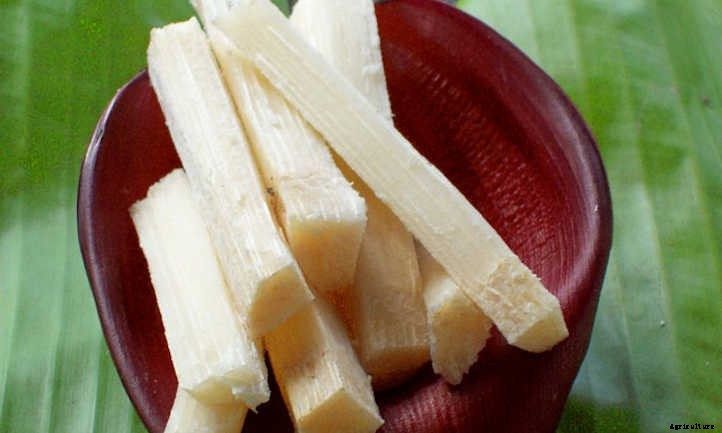 How to Grow Sugar Cane For A Sweet Treat