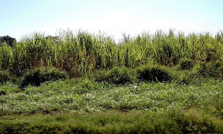 How to Grow Sugar Cane For A Sweet Treat