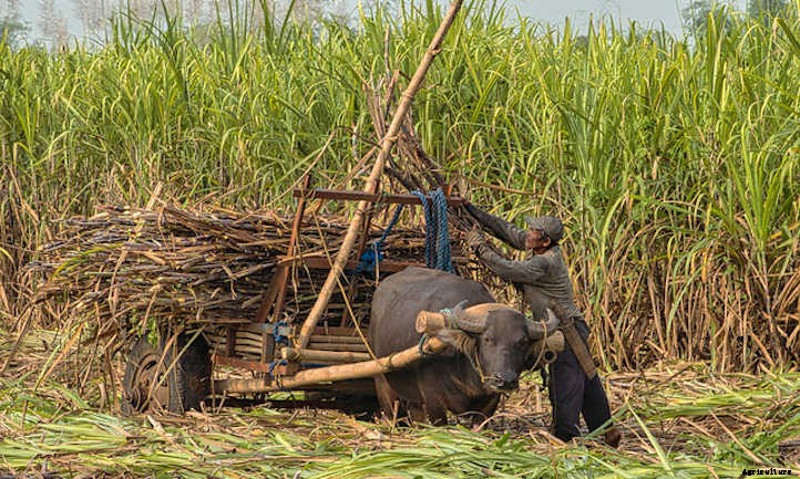 How to Grow Sugar Cane For A Sweet Treat