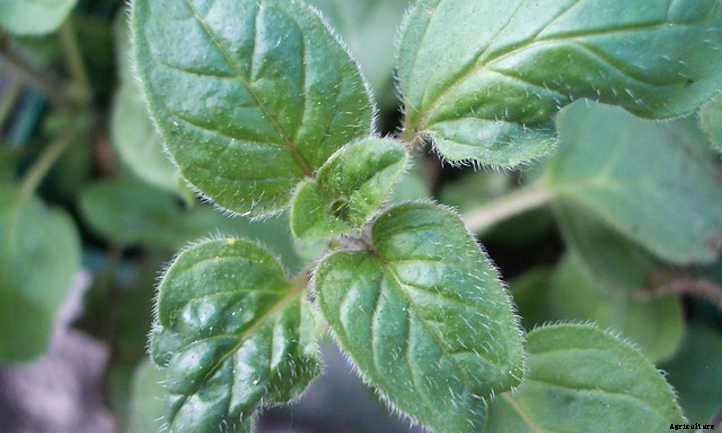 Growing Oregano In The Culinary Garden