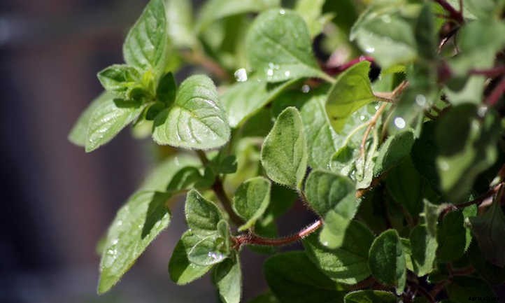 Growing Oregano In The Culinary Garden
