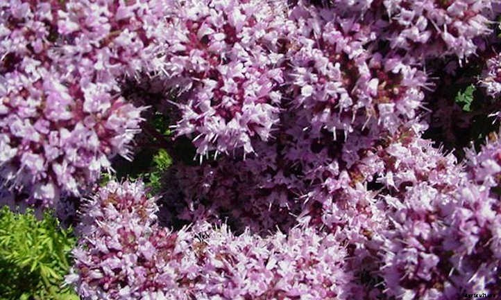 Growing Oregano In The Culinary Garden