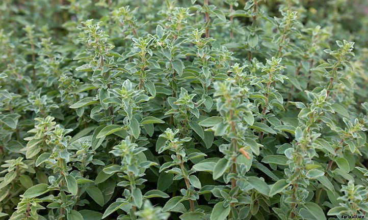 Growing Oregano In The Culinary Garden