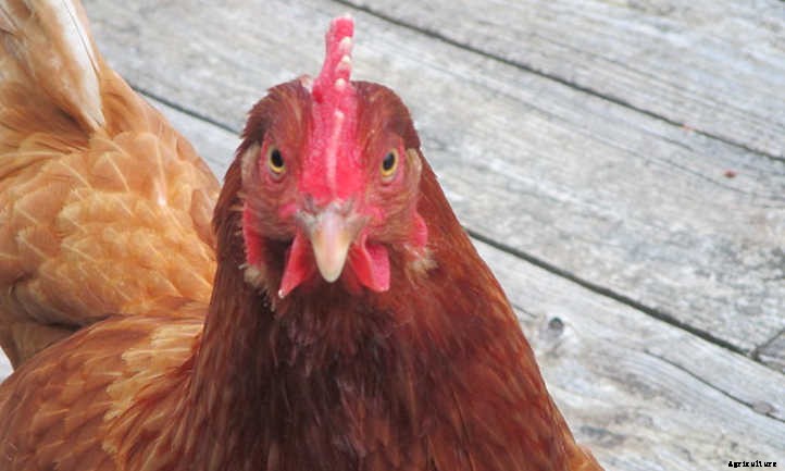 How Long Do Chickens Live And Lay Eggs?