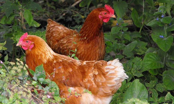 How Long Do Chickens Live And Lay Eggs?