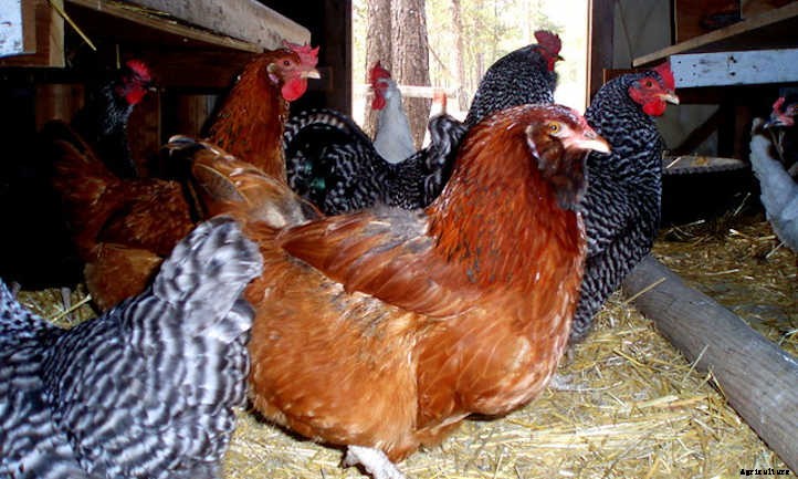 How Long Do Chickens Live And Lay Eggs?