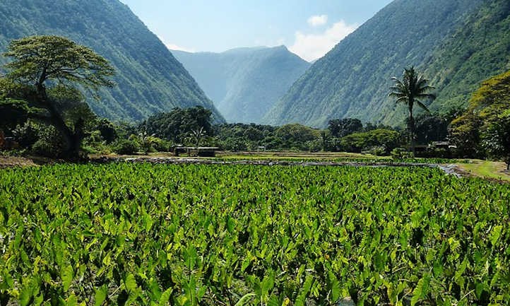 Taro Plant: Grow Your Own Backyard Poi