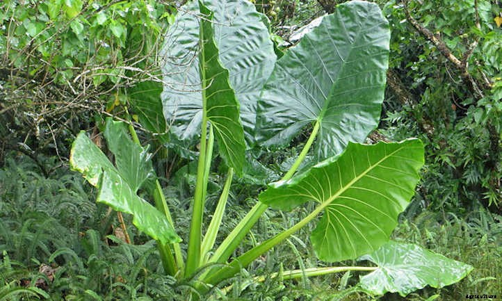 Taro Plant: Grow Your Own Backyard Poi