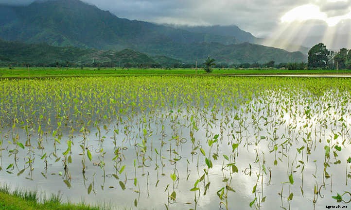 Taro Plant: Grow Your Own Backyard Poi