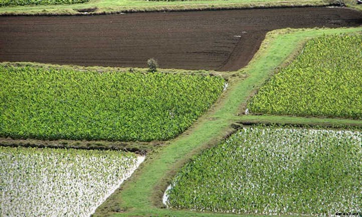 Taro Plant: Grow Your Own Backyard Poi