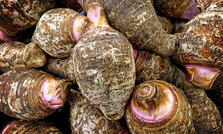 Taro Plant: Grow Your Own Backyard Poi