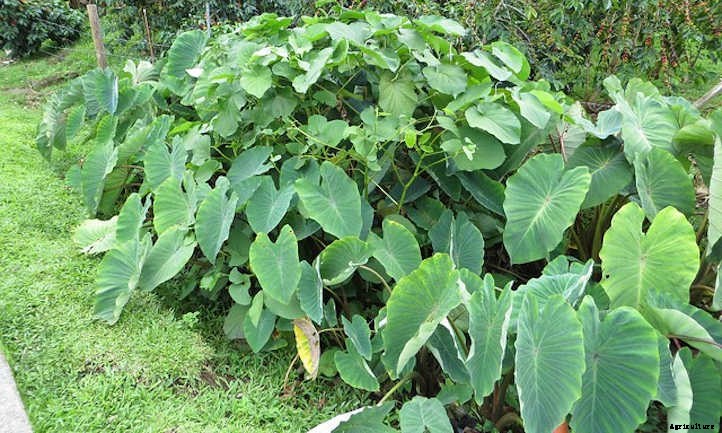 Taro Plant: Grow Your Own Backyard Poi