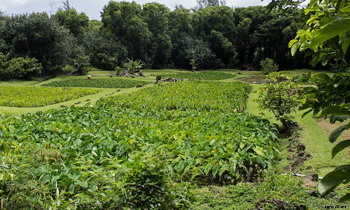 Taro Plant: Grow Your Own Backyard Poi