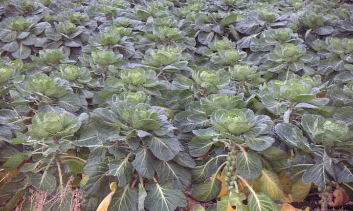 Growing Brussel Sprouts: They’re Nutritious and Delicious!