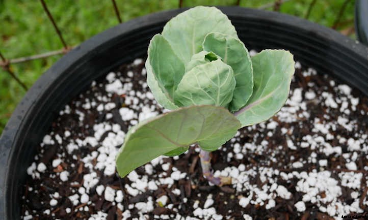 Growing Brussel Sprouts: They’re Nutritious and Delicious!